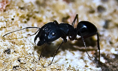 little black ants