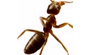 odorous house ants