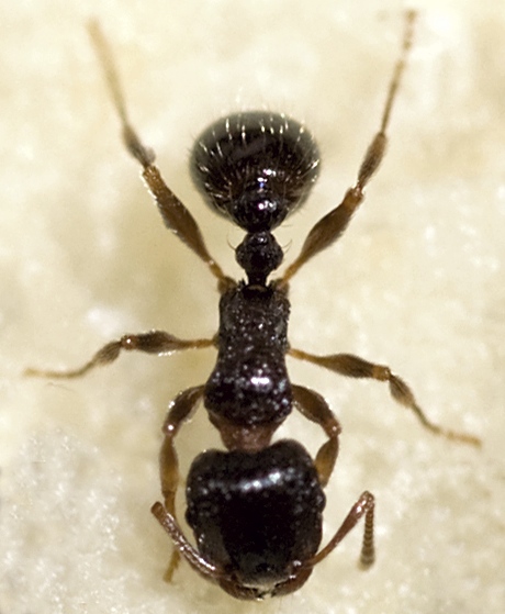 pavement ant