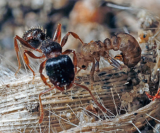 pavement ant