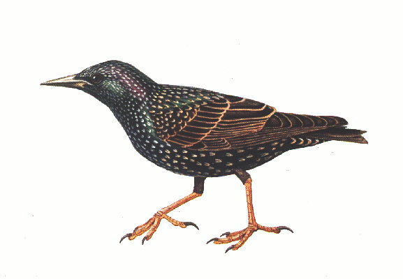 starling control