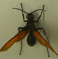 tarantula hawk wasp