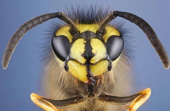 wasp control