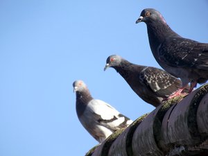 pigeon pest control