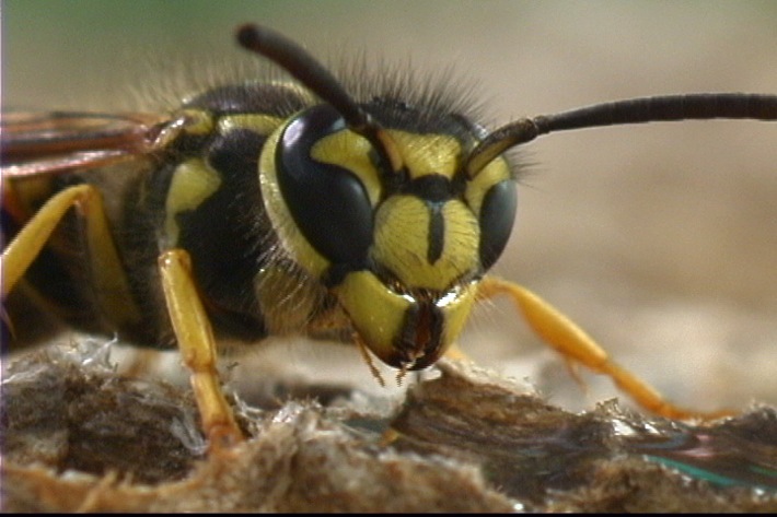 yellow jacket insect